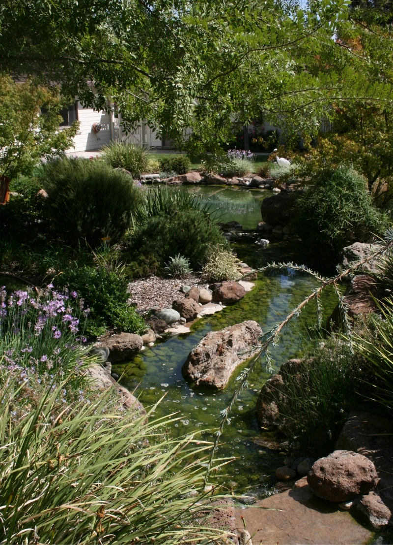 Residential Landscape water feature and flowers