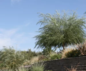 terraced garden with shrubs and flowers on a slope